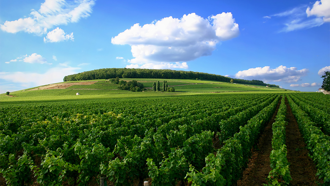 Burgundy - Cote de Nuits